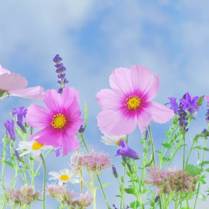 Today Blog Pro